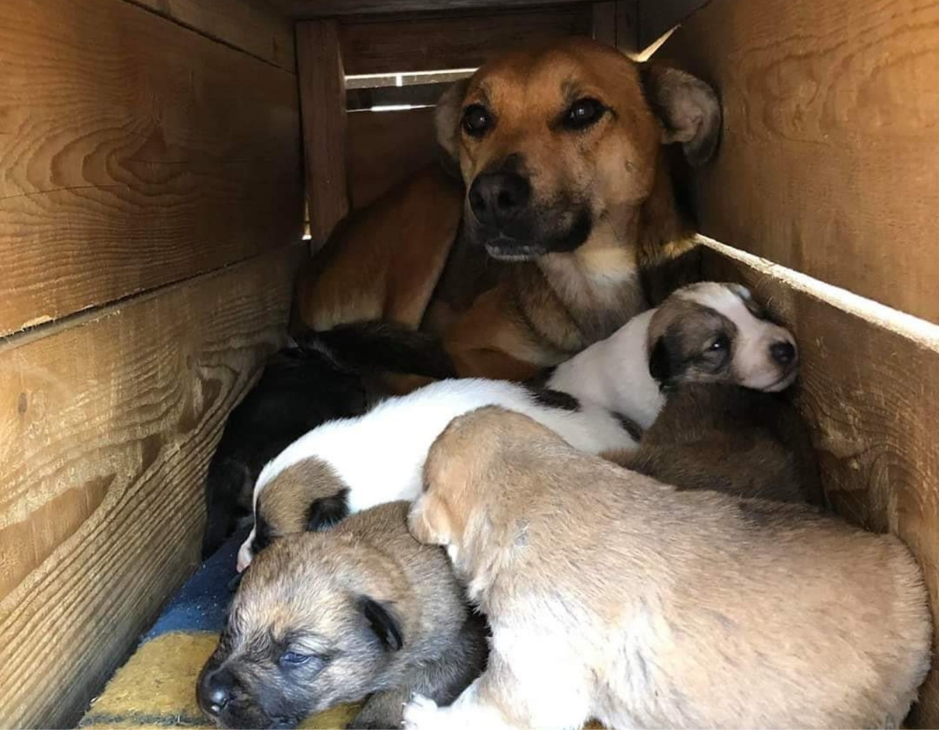 Hilfe für Hunde & Katzen aus Rumänien